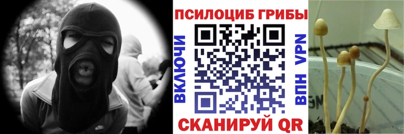 магазин    Рославль  площадка формула  Псилоцибиновые грибы Psilocybine cubensis 
